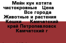 Мейн-кун котята чистокровные › Цена ­ 25 000 - Все города Животные и растения » Кошки   . Камчатский край,Петропавловск-Камчатский г.